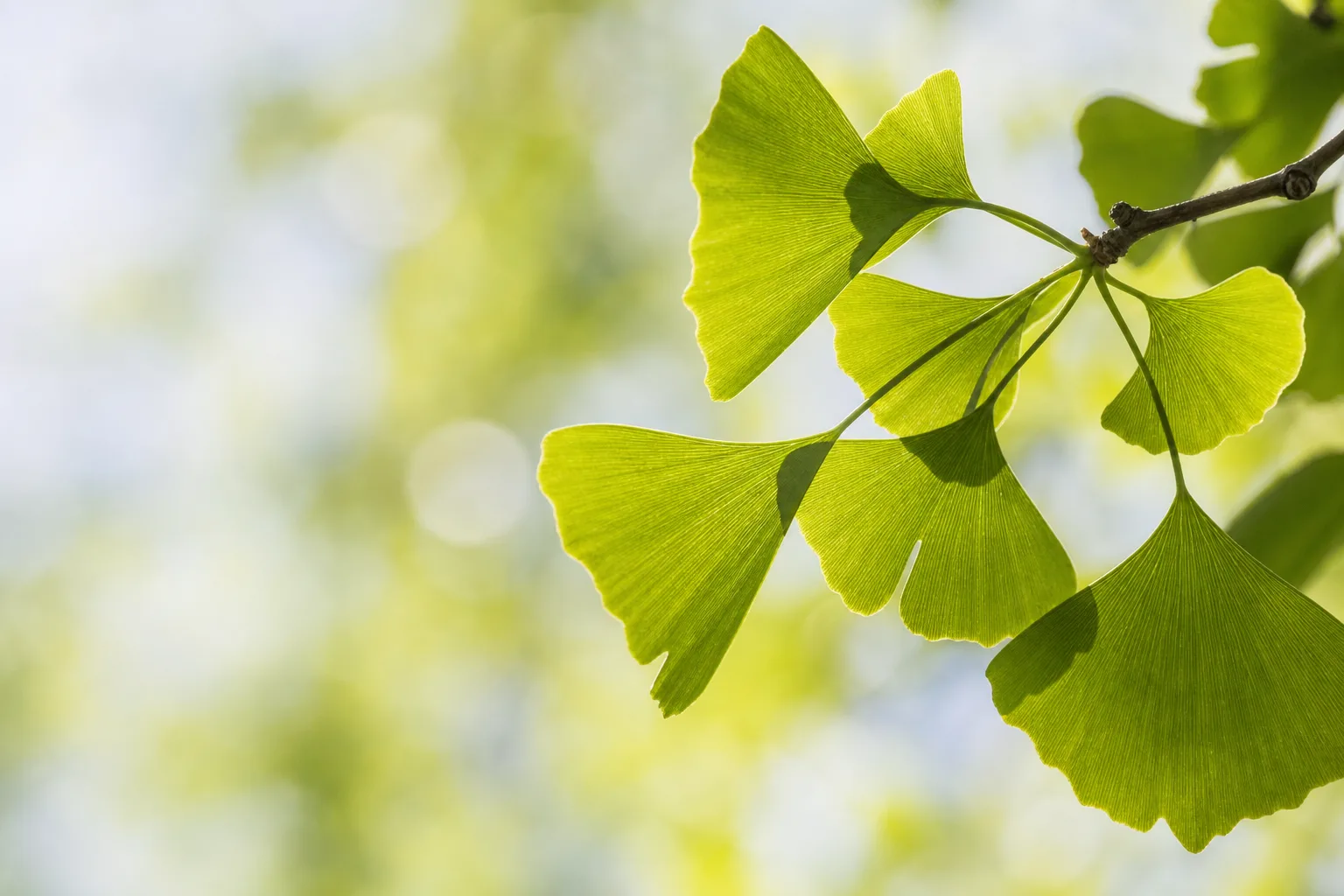 Hojas en abanico de ginkgo iluminadas por el sol