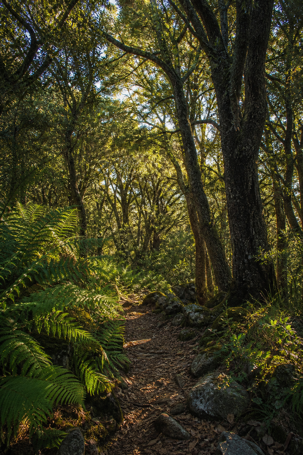 Sendero bajo encinos en un bosque verde